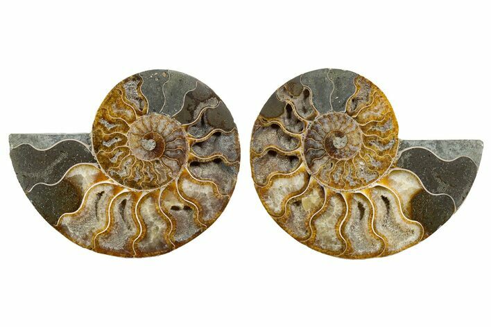 Cut & Polished, Agatized Ammonite Fossil - Madagascar #344496